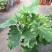 大春羽春雨室内植物绿植盆栽吸甲醛净化空气办公盆栽水培花卉