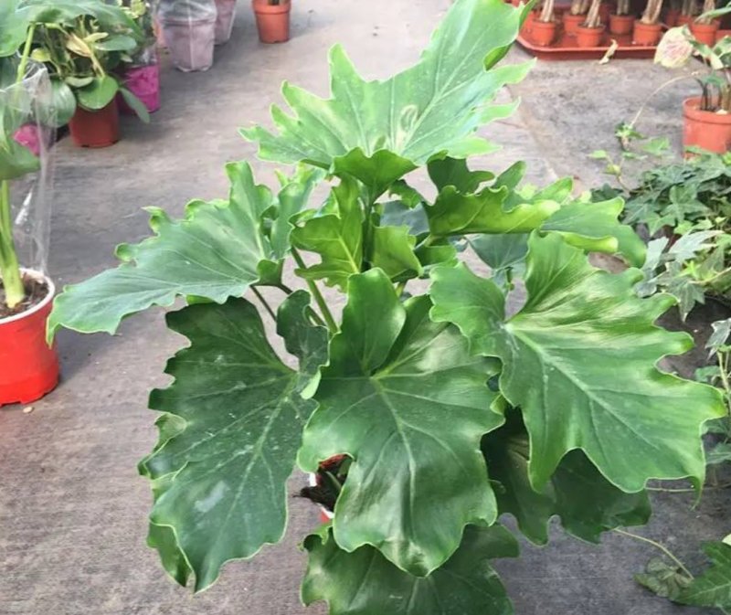 大春羽春雨室内植物绿植盆栽吸甲醛净化空气办公盆栽水培花卉