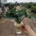 大春羽春雨室内植物绿植盆栽吸甲醛净化空气办公盆栽水培花卉