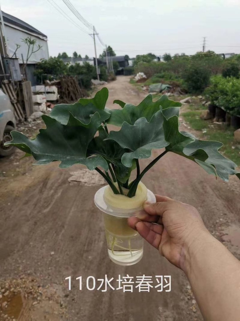 大春羽春雨室内植物绿植盆栽吸甲醛净化空气办公盆栽水培花卉