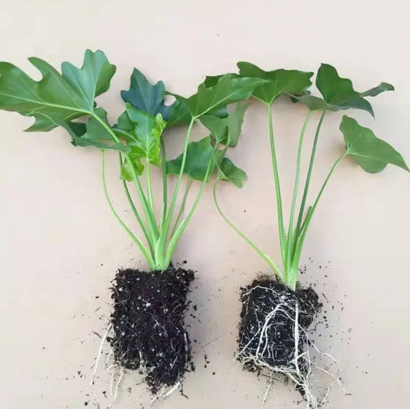大春羽春雨室内植物绿植盆栽吸甲醛净化空气办公盆栽水培花卉