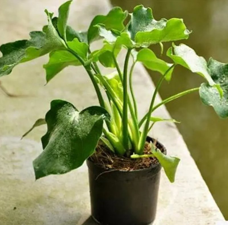 大春羽春雨室内植物绿植盆栽吸甲醛净化空气办公盆栽水培花卉