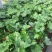 大春羽春雨室内植物绿植盆栽吸甲醛净化空气办公盆栽水培花卉