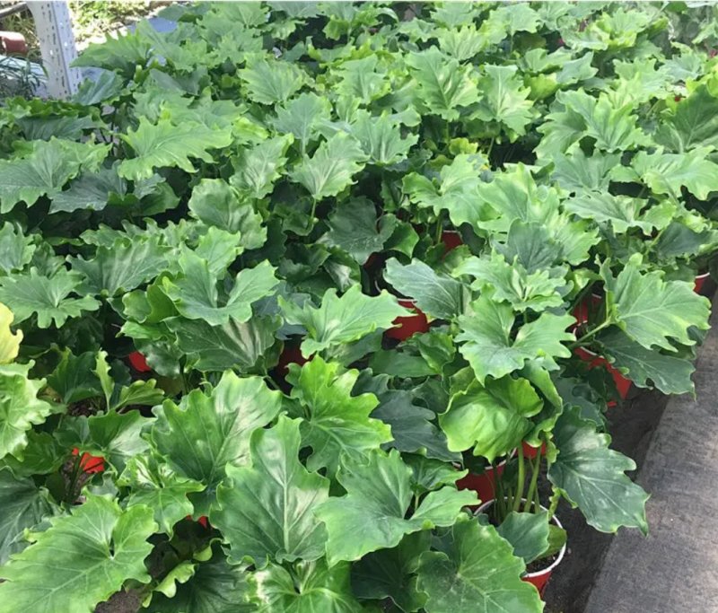 大春羽春雨室内植物绿植盆栽吸甲醛净化空气办公盆栽水培花卉