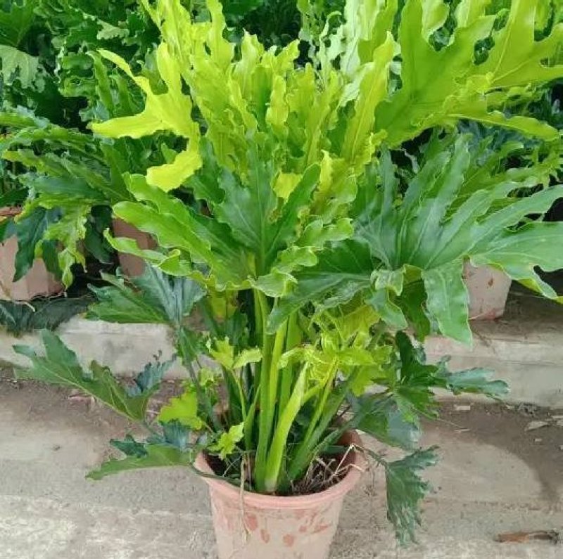 大春羽春雨室内植物绿植盆栽吸甲醛净化空气办公盆栽水培花卉