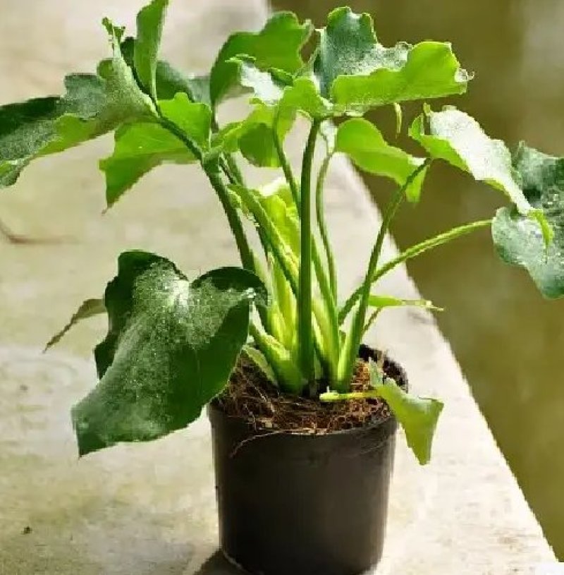 大春羽春雨室内植物绿植盆栽吸甲醛净化空气办公盆栽水培花卉
