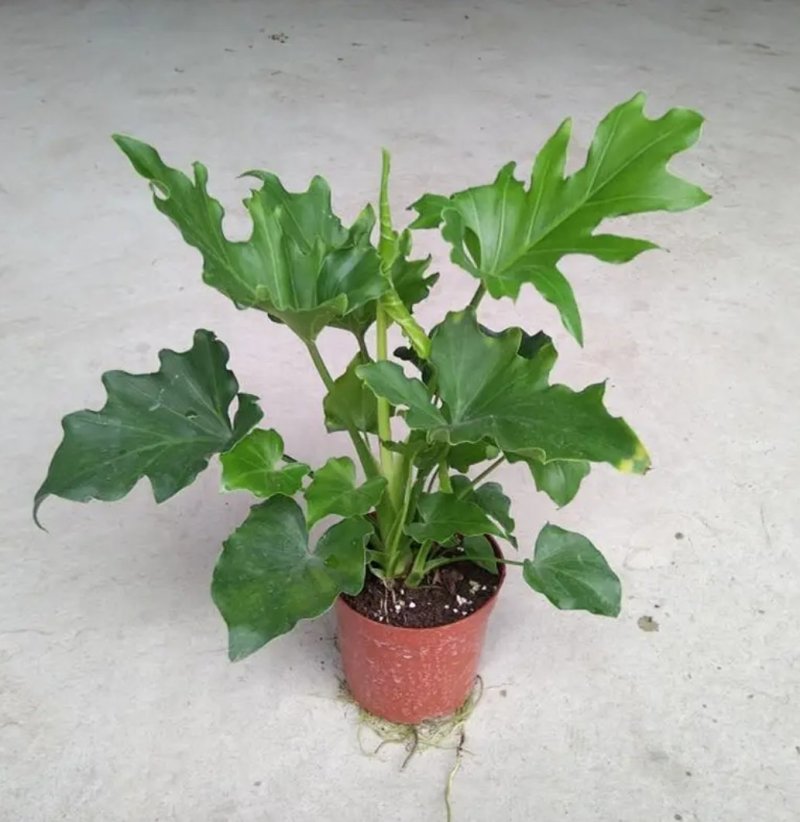 大春羽春雨室内植物绿植盆栽吸甲醛净化空气办公盆栽水培花卉