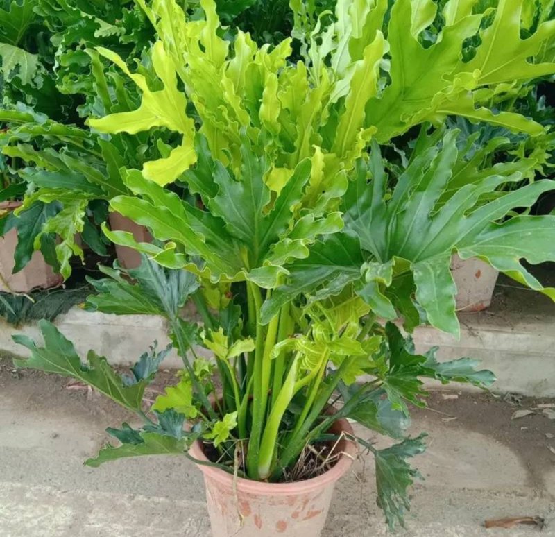 大春羽春雨室内植物绿植盆栽吸甲醛净化空气办公盆栽水培花卉