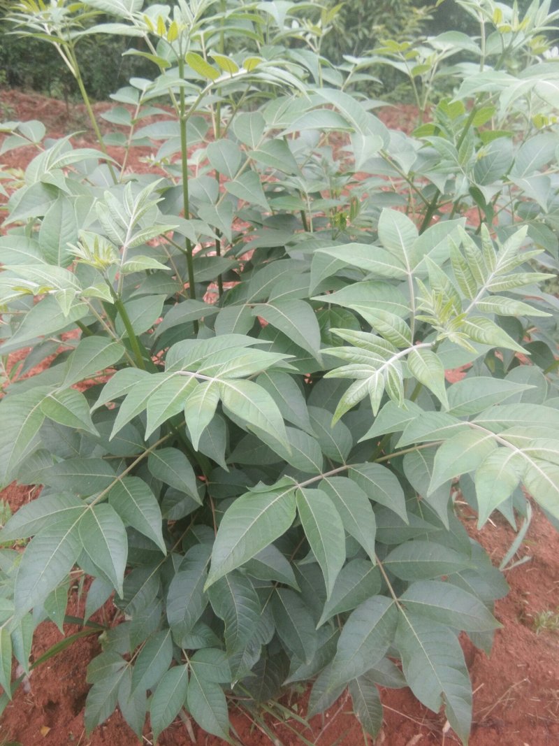 茣茱萸