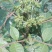 茣茱萸