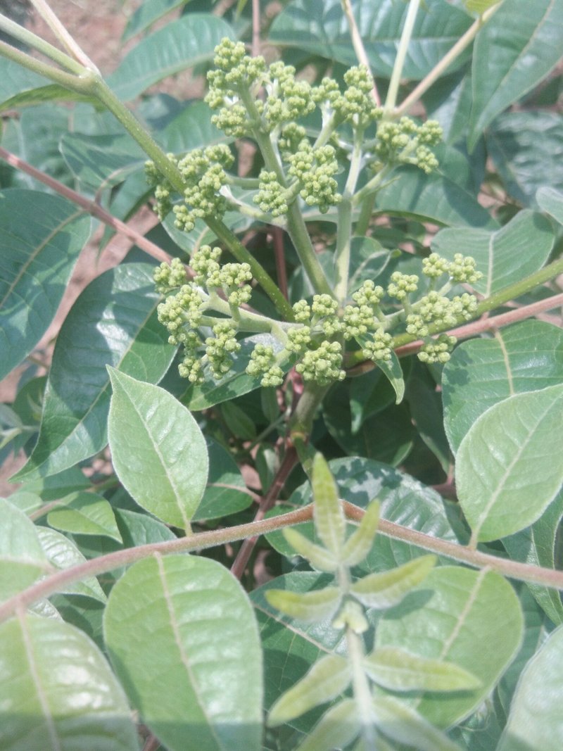 茣茱萸
