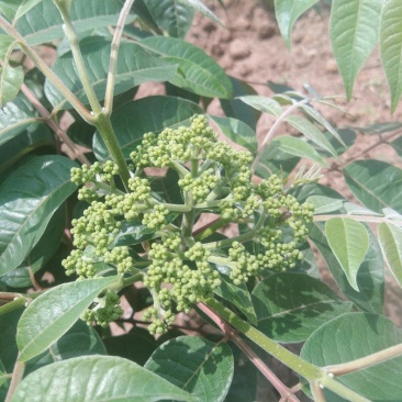 茣茱萸