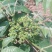 茣茱萸