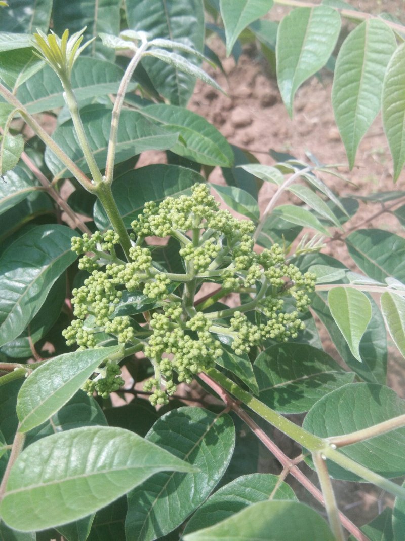 茣茱萸