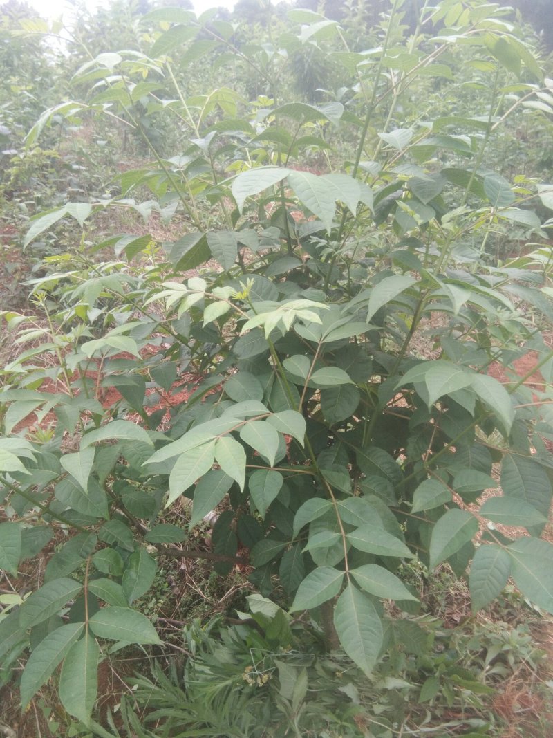 茣茱萸
