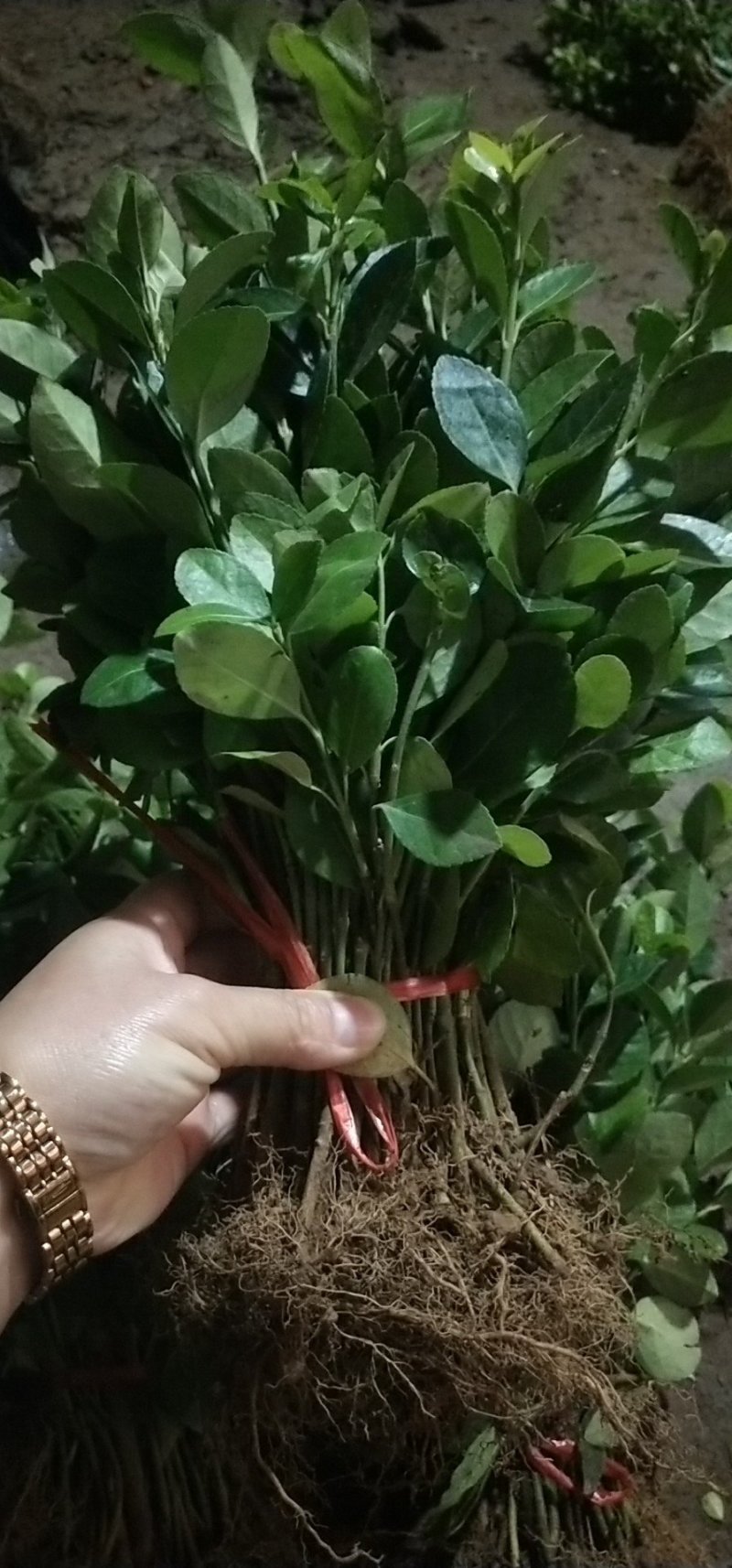 卫矛苗四季常青绿化苗木卫矛小苗分栽苗卫矛球