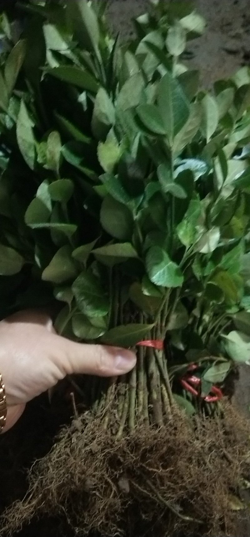 卫矛苗四季常青绿化苗木卫矛小苗分栽苗卫矛球
