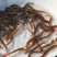 台湾泥鳅苗活体养殖泥鳅苗放生宠物鱼鳄龟饲料小泥鳅苗包邮