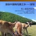 [加强版固肾鹿鞭膏]高浓度浓缩男士鹿鞭膏养精保肾滋补固本