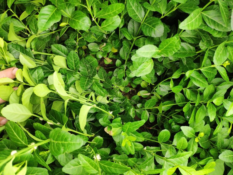 小叶扶芳藤地栽苗高度60