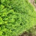 小叶扶芳藤地栽苗高度60