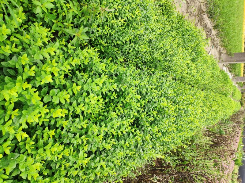 小叶扶芳藤地栽苗高度60