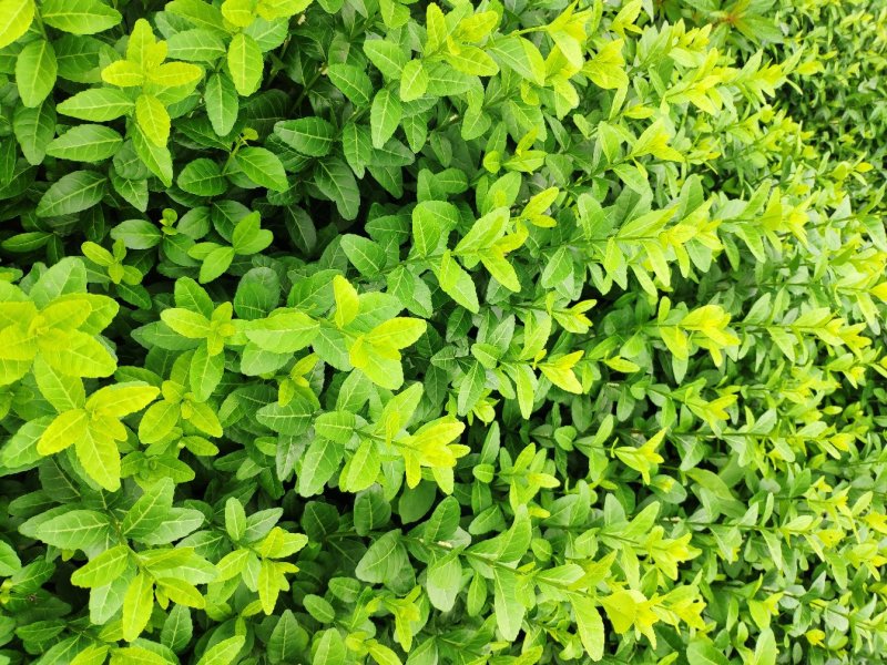 小叶扶芳藤地栽苗高度60