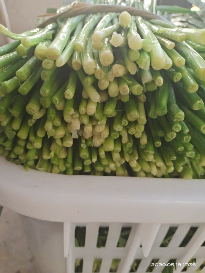 湖北韭菜