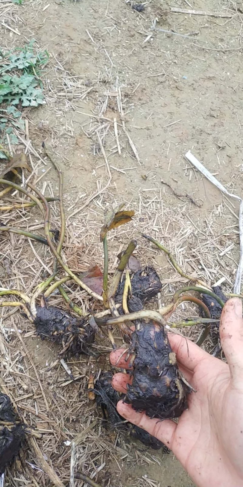 睡莲精品，双色睡莲基地直供价格优惠