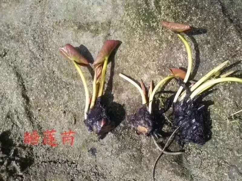 睡莲精品，双色睡莲基地直供价格优惠