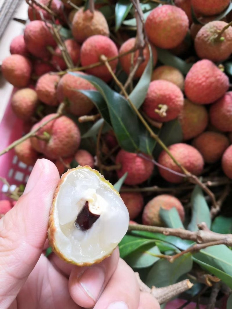 【原产地直发】荔枝鲜果高州白糖罂妃子笑非徐闻海南货