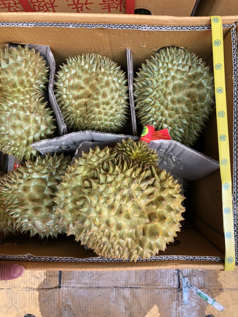 泰国新鲜榴莲巴掌榴莲金枕巴掌榴莲9-12头