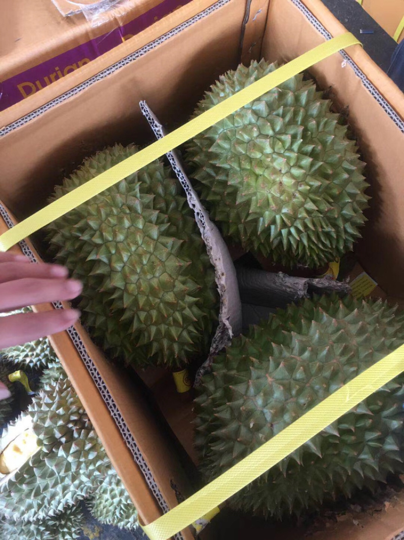 泰国榴莲青尼榴莲新鲜进口榴莲现货一手货源