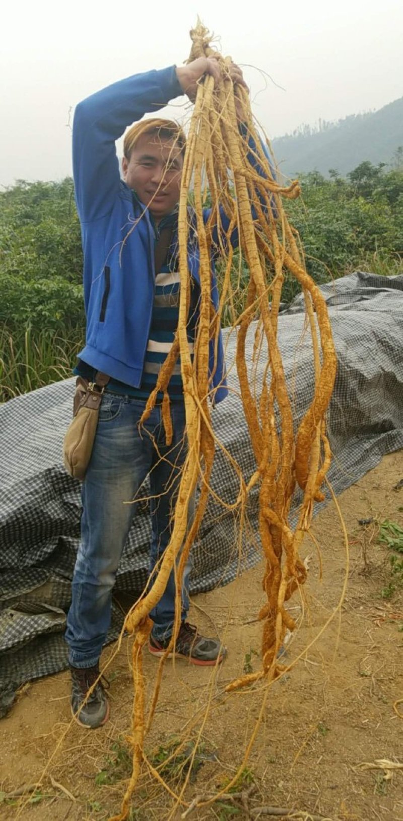 种植牛大力，大次牛，小次牛，统牛根，中大牛根，小牛根都有