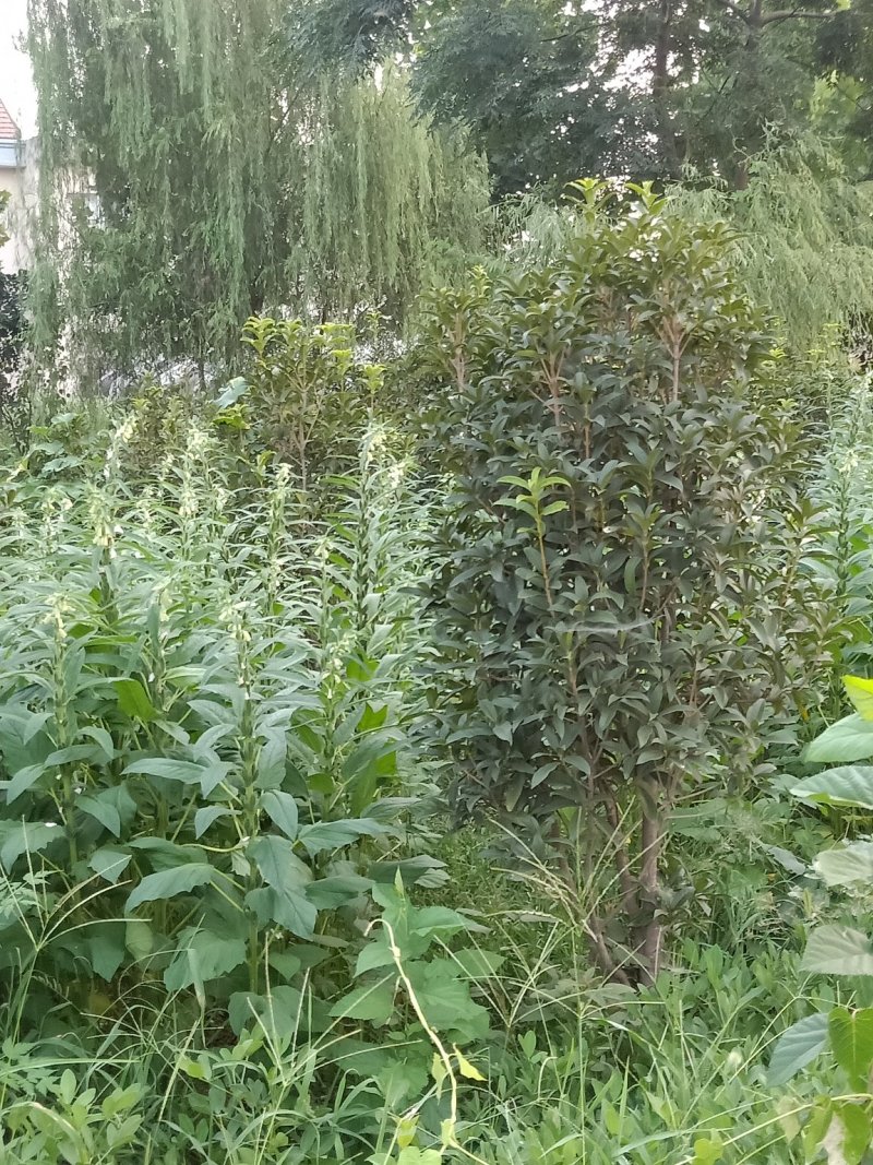 桂花树。树头大价格不高开花又香成活率高达98%