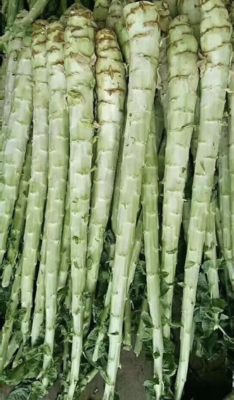 莴笋杆子，产地直销，价格不高，质量保证。