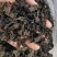青钱柳（代用茶）