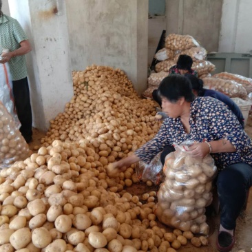 土豆大量上市