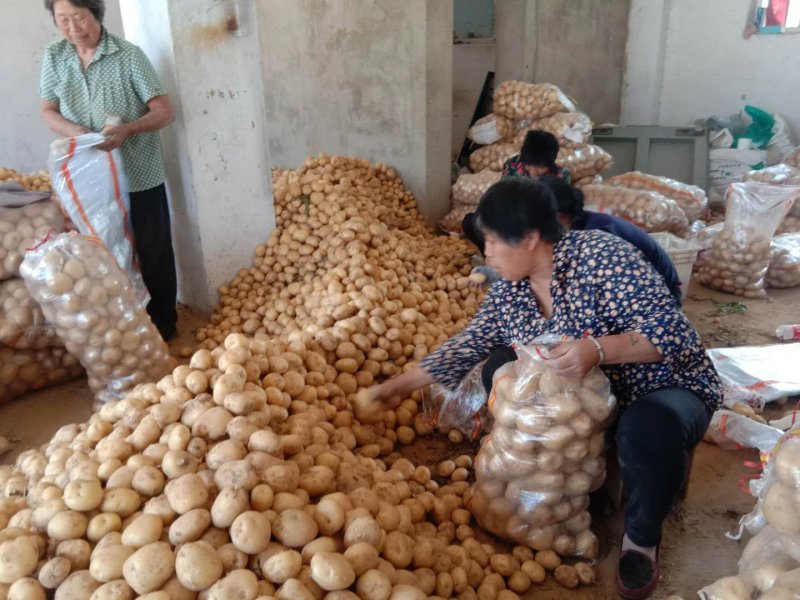 土豆大量上市