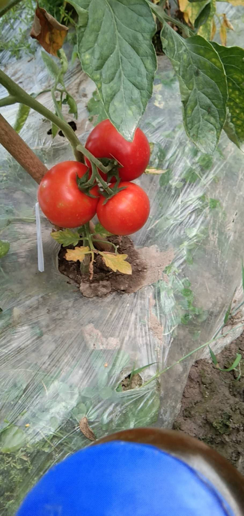 大棚蔬菜种植基地