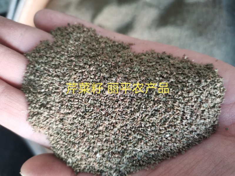 中药材芹菜籽正宗优质干净无杂泡水一公斤包邮