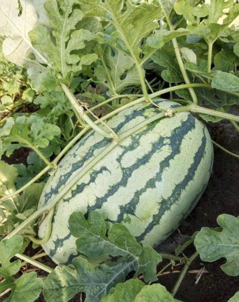 河南周口新农八号果肉红色瓜瓤质细脆
