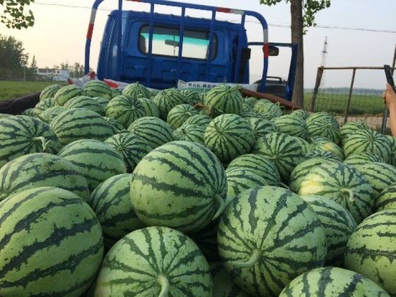 河南周口新农八号果肉红色瓜瓤质细脆
