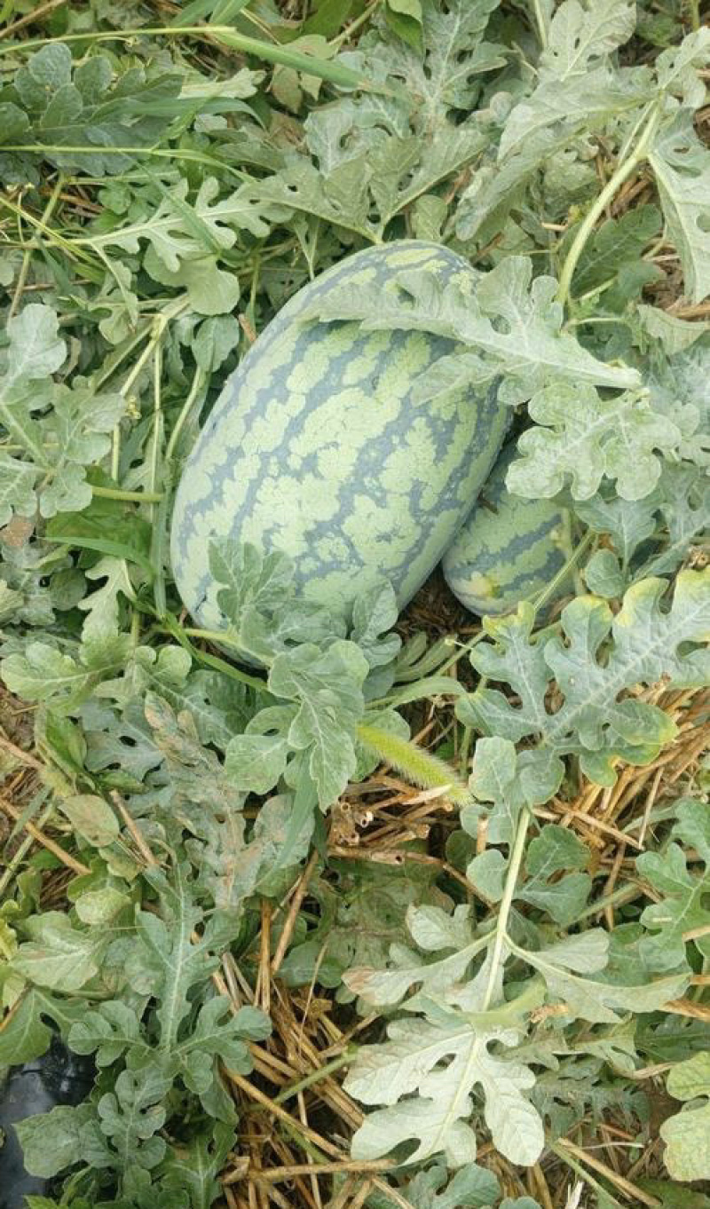 河南周口新农八号果肉红色瓜瓤质细脆