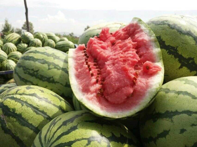 河南周口新农八号果肉红色瓜瓤质细脆