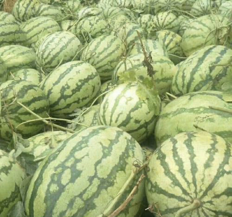 河南周口新农八号果肉红色瓜瓤质细脆