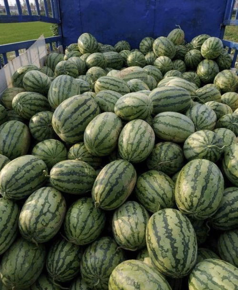 河南周口新农八号果肉红色瓜瓤质细脆