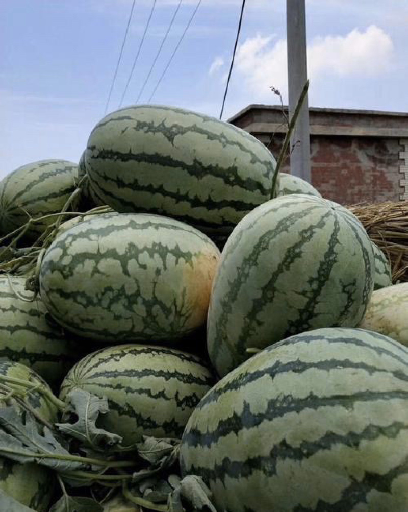 河南周口新农八号果肉红色瓜瓤质细脆