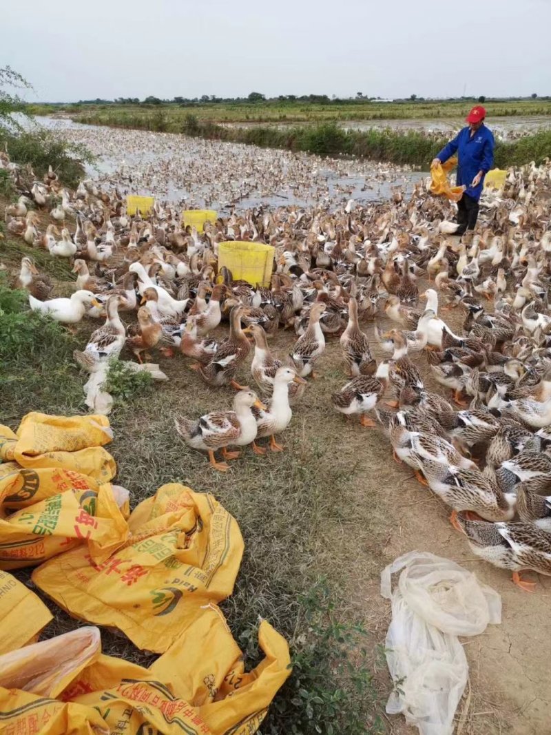 大量麻鸭上市，需要下单。全国各地包配送，需要的可以联系