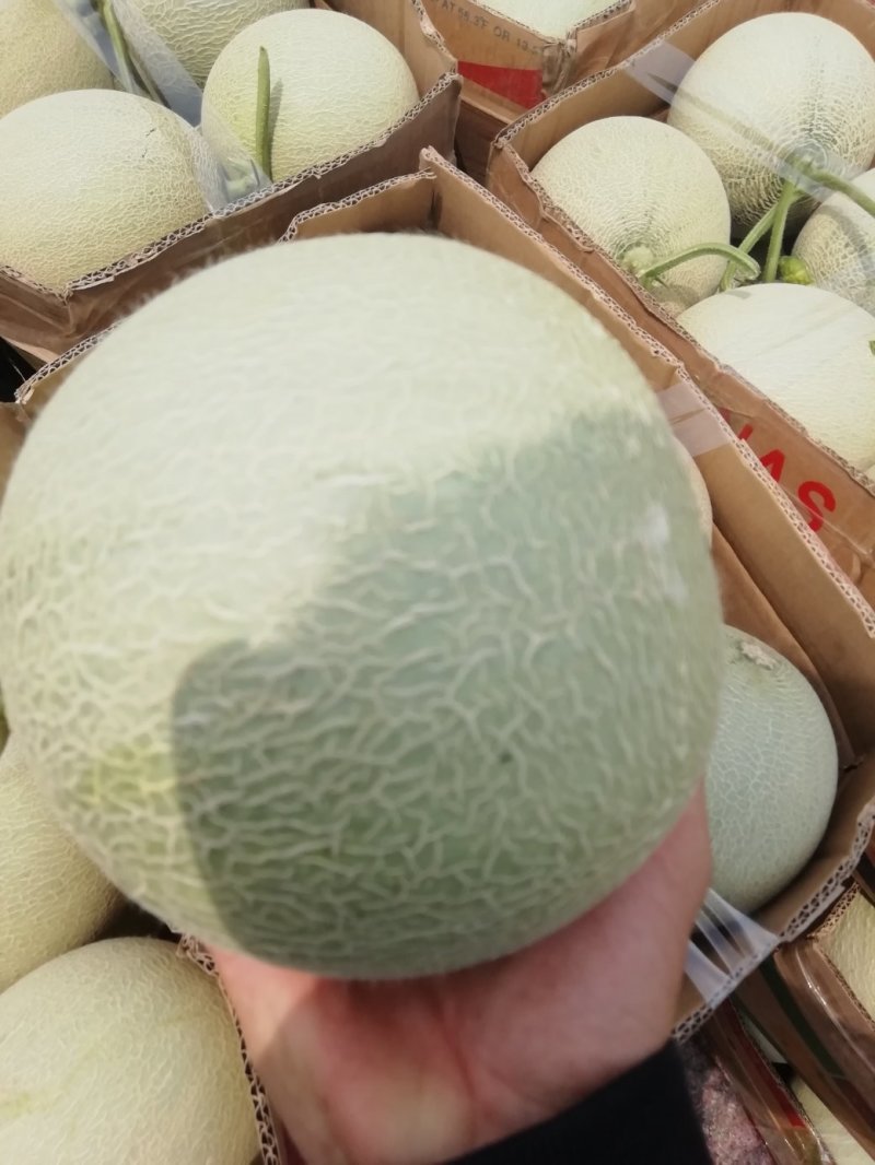 海阳网纹瓜